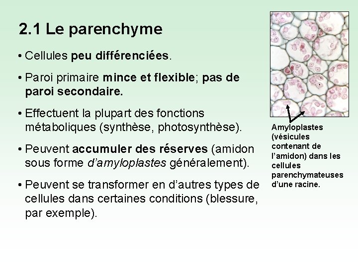 2. 1 Le parenchyme • Cellules peu différenciées. • Paroi primaire mince et flexible;