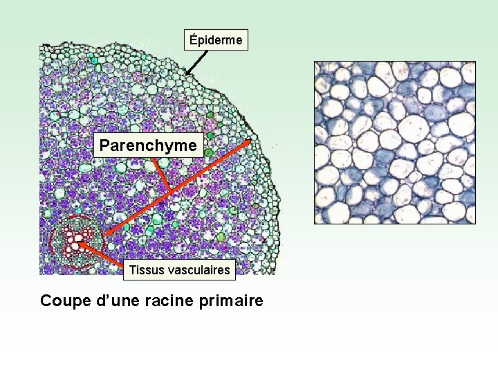 Épiderme Parenchyme Tissus vasculaires Coupe d’une racine primaire 