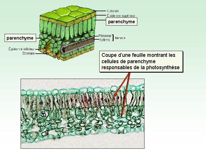 parenchyme Coupe d’une feuille montrant les cellules de parenchyme responsables de la photosynthèse 
