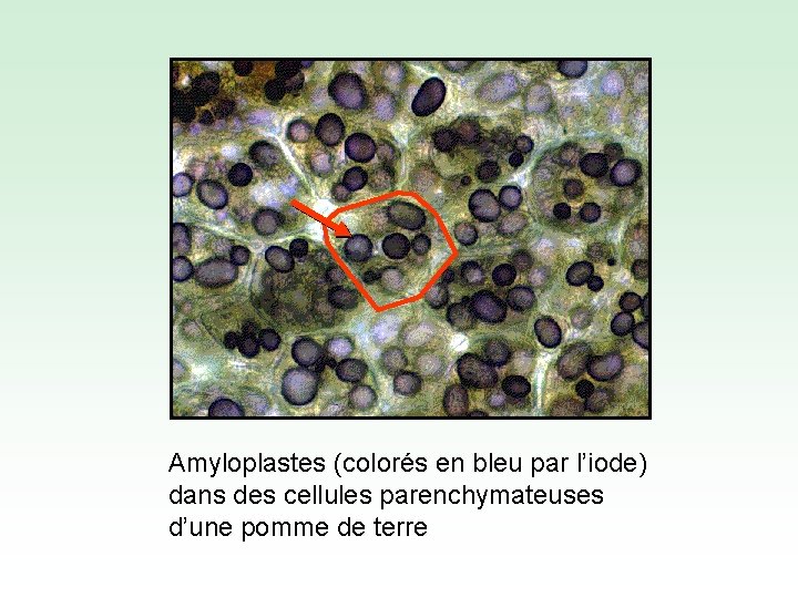 Amyloplastes (colorés en bleu par l’iode) dans des cellules parenchymateuses d’une pomme de terre