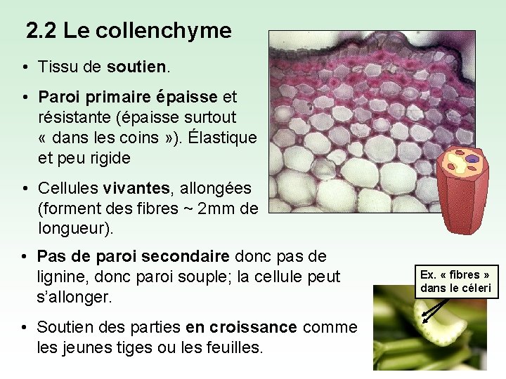 2. 2 Le collenchyme • Tissu de soutien. • Paroi primaire épaisse et résistante