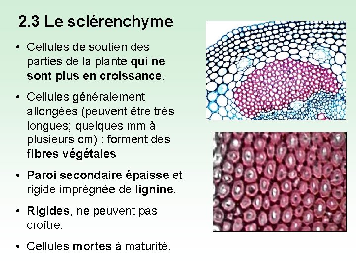 2. 3 Le sclérenchyme • Cellules de soutien des parties de la plante qui