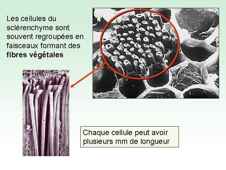 Les cellules du sclérenchyme sont souvent regroupées en faisceaux formant des fibres végétales Chaque