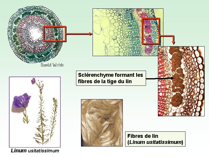 Sclérenchyme formant les fibres de la tige du lin Fibres de lin (Linum usitatissimum)