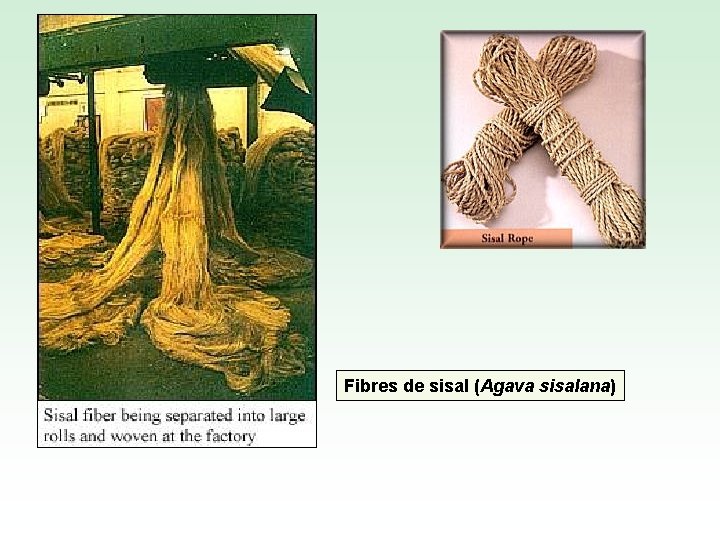 Fibres de sisal (Agava sisalana) 