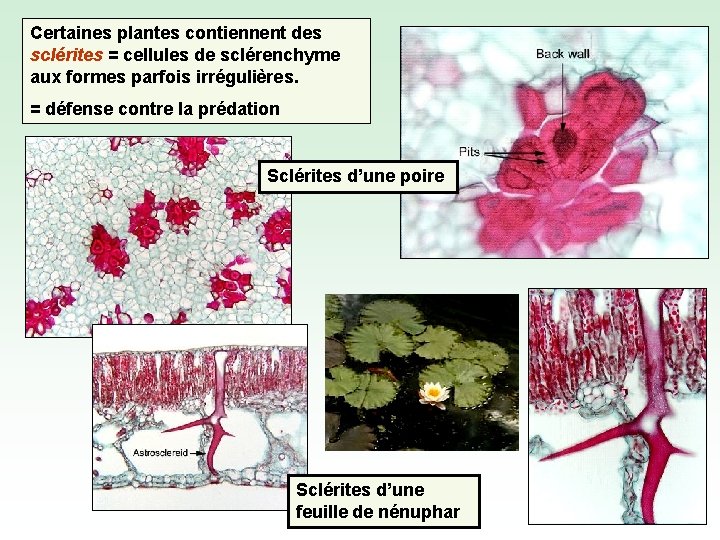 Certaines plantes contiennent des sclérites = cellules de sclérenchyme aux formes parfois irrégulières. =
