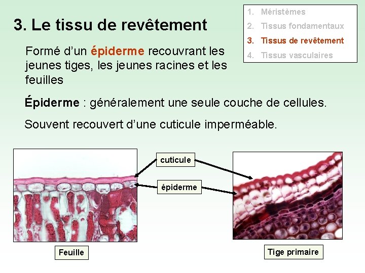 3. Le tissu de revêtement Formé d’un épiderme recouvrant les jeunes tiges, les jeunes