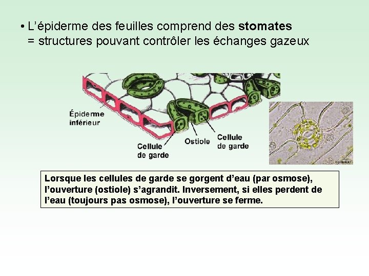  • L’épiderme des feuilles comprend des stomates = structures pouvant contrôler les échanges