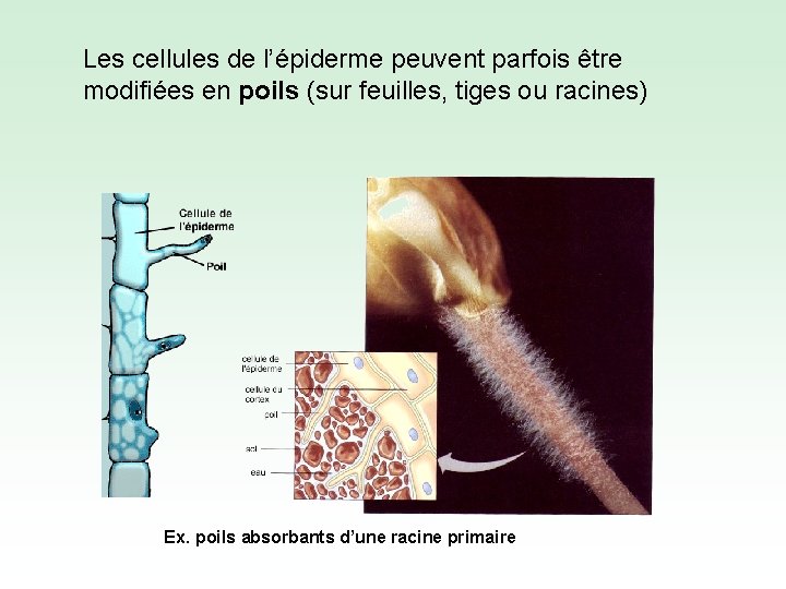 Les cellules de l’épiderme peuvent parfois être modifiées en poils (sur feuilles, tiges ou