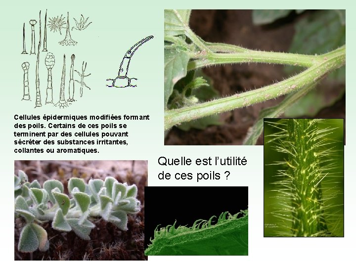 Cellules épidermiques modifiées formant des poils. Certains de ces poils se terminent par des
