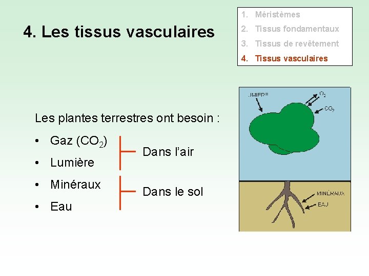 1. Méristèmes 4. Les tissus vasculaires 2. Tissus fondamentaux 3. Tissus de revêtement 4.