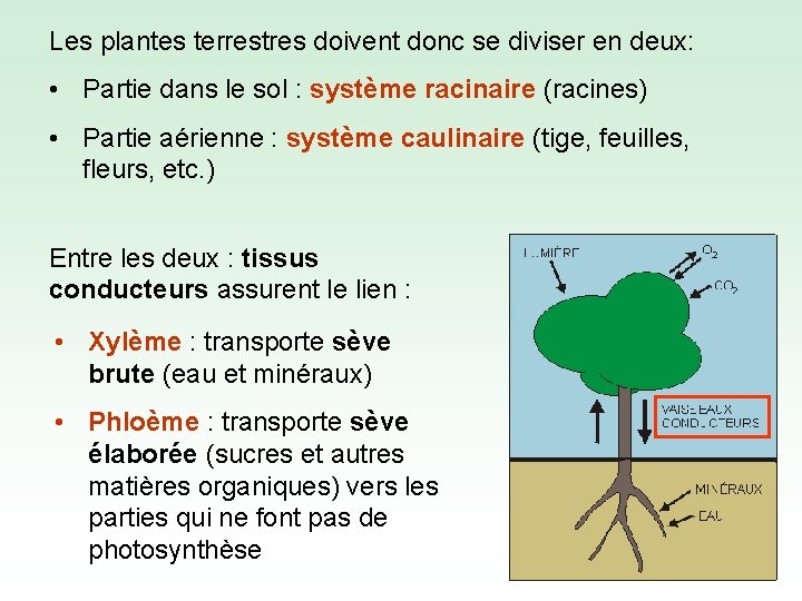 Les plantes terrestres doivent donc se diviser en deux: • Partie dans le sol