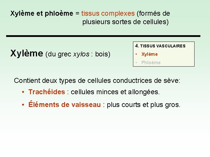 Xylème et phloème = tissus complexes (formés de plusieurs sortes de cellules) Xylème (du
