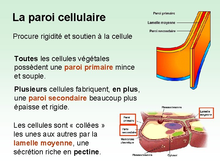La paroi cellulaire Procure rigidité et soutien à la cellule Toutes les cellules végétales