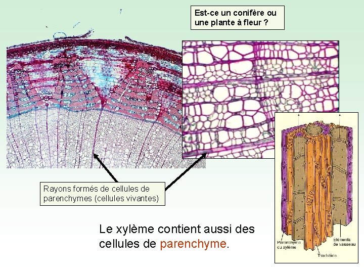 Est-ce un conifère ou une plante à fleur ? Rayons formés de cellules de