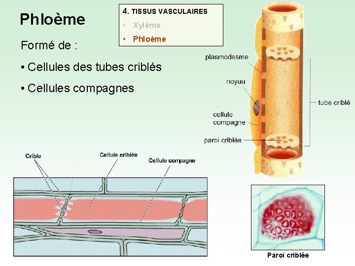 Phloème Formé de : 4. TISSUS VASCULAIRES • Xylème • Phloème • Cellules des