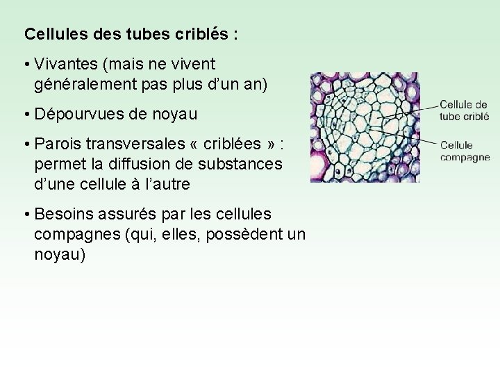 Cellules des tubes criblés : • Vivantes (mais ne vivent généralement pas plus d’un