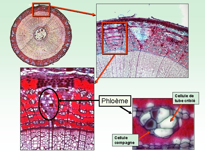 Phloème Cellule compagne Cellule de tube criblé 