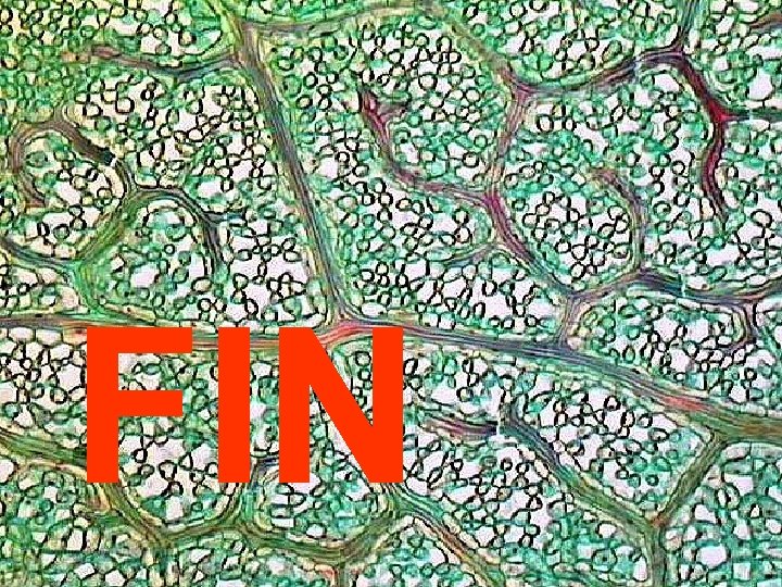 FIN 