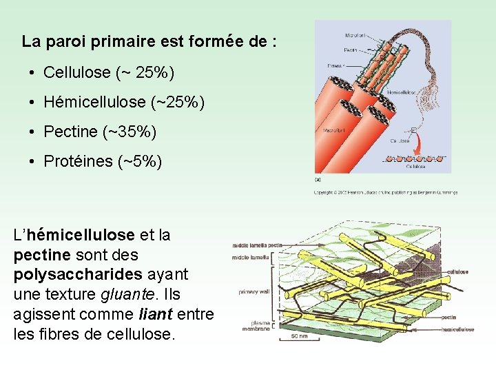 La paroi primaire est formée de : • Cellulose (~ 25%) • Hémicellulose (~25%)