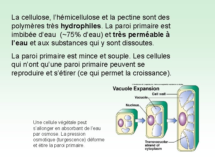 La cellulose, l’hémicellulose et la pectine sont des polymères très hydrophiles. La paroi primaire