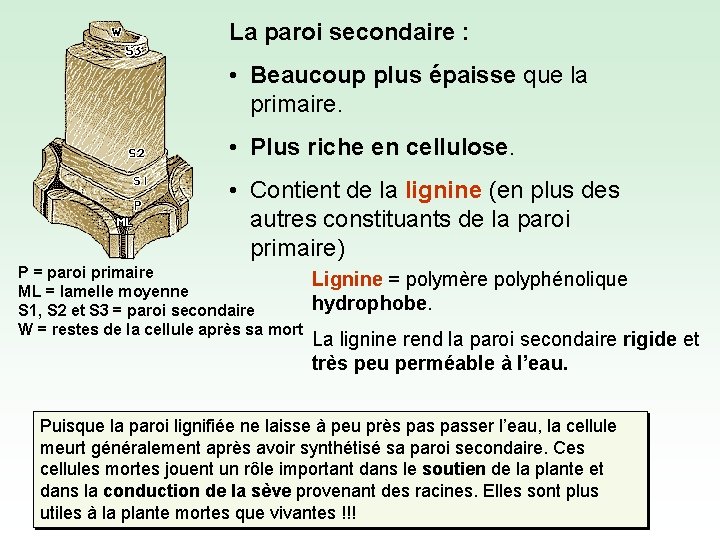 La paroi secondaire : • Beaucoup plus épaisse que la primaire. • Plus riche