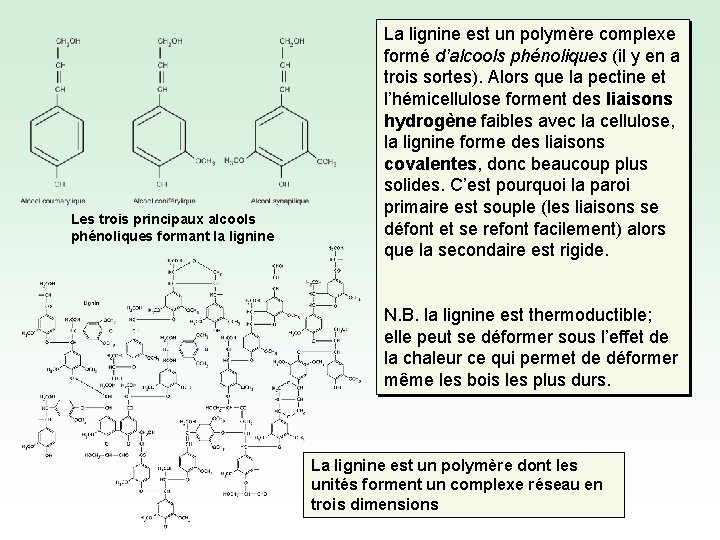 Les trois principaux alcools phénoliques formant la lignine La lignine est un polymère complexe