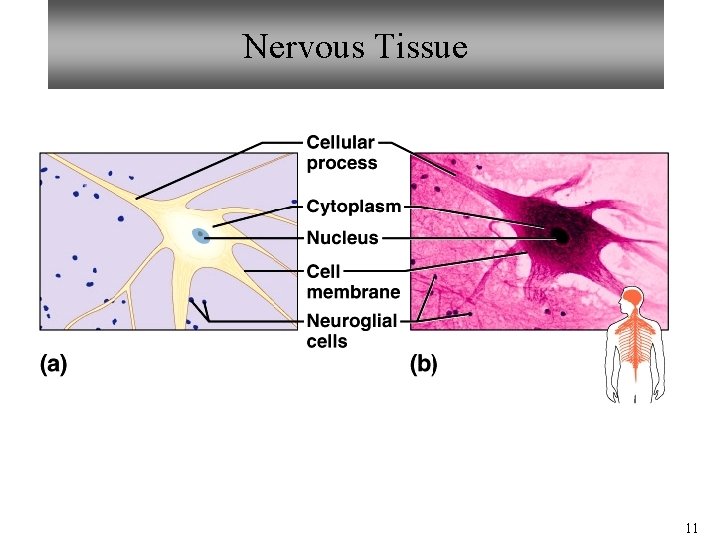 Nervous Tissue 11 