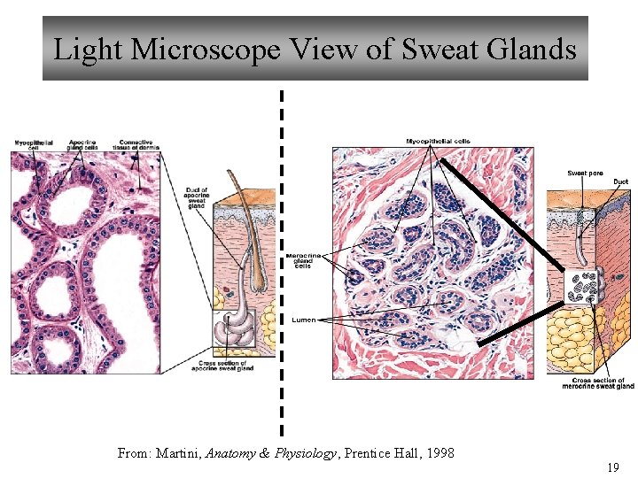 Light Microscope View of Sweat Glands From: Martini, Anatomy & Physiology, Prentice Hall, 1998