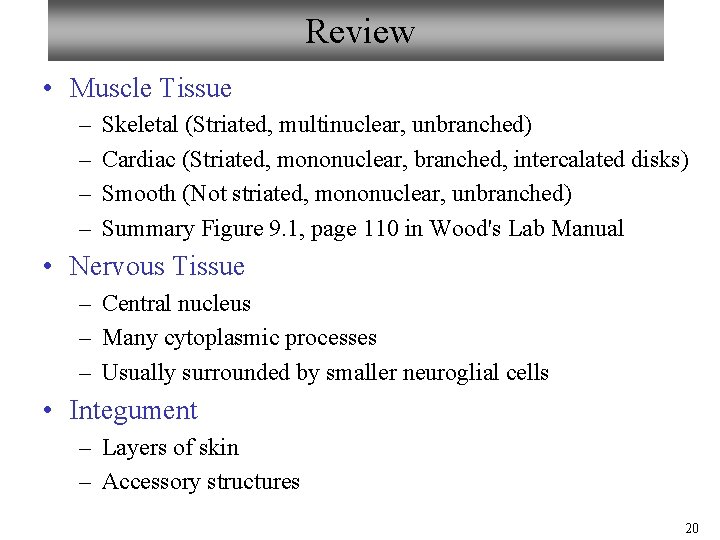 Review • Muscle Tissue – – Skeletal (Striated, multinuclear, unbranched) Cardiac (Striated, mononuclear, branched,