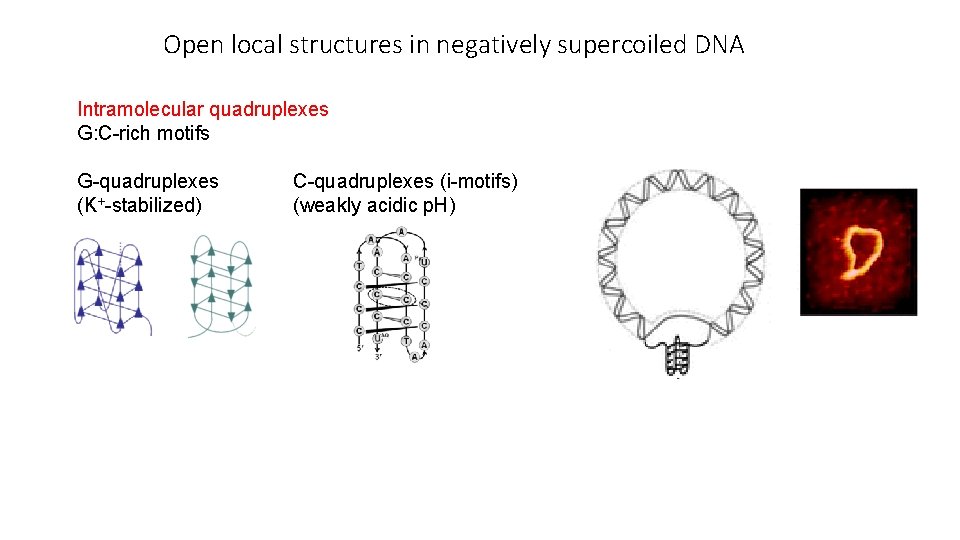 Open local structures in negatively supercoiled DNA Intramolecular quadruplexes G: C-rich motifs G-quadruplexes (K+-stabilized)