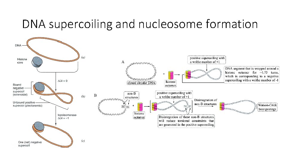 DNA supercoiling and nucleosome formation 