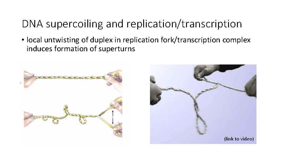DNA supercoiling and replication/transcription • local untwisting of duplex in replication fork/transcription complex induces