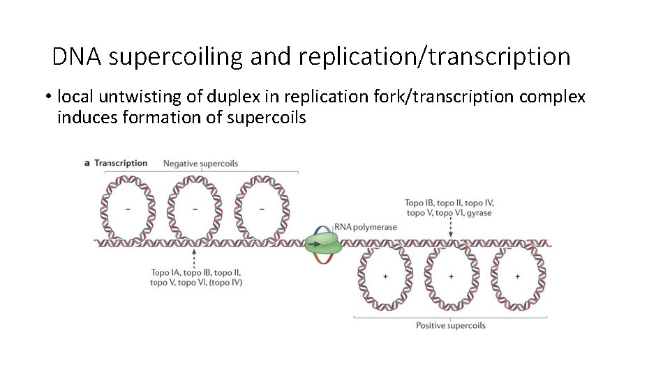 DNA supercoiling and replication/transcription • local untwisting of duplex in replication fork/transcription complex induces