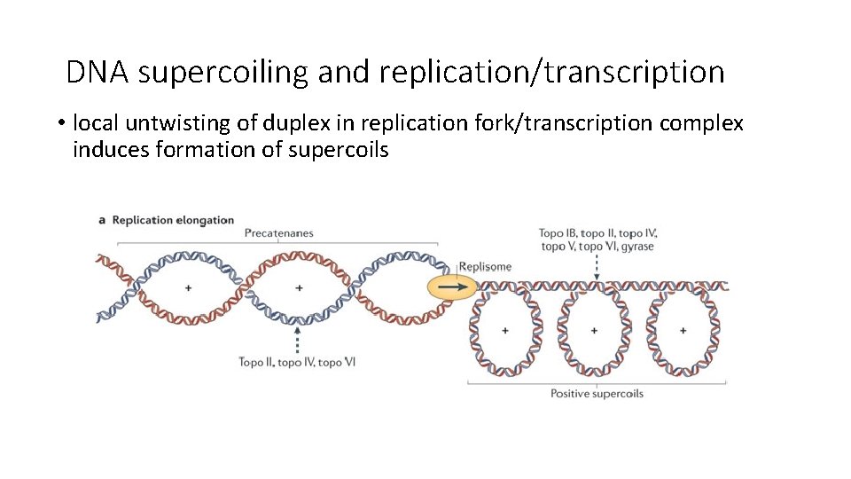DNA supercoiling and replication/transcription • local untwisting of duplex in replication fork/transcription complex induces