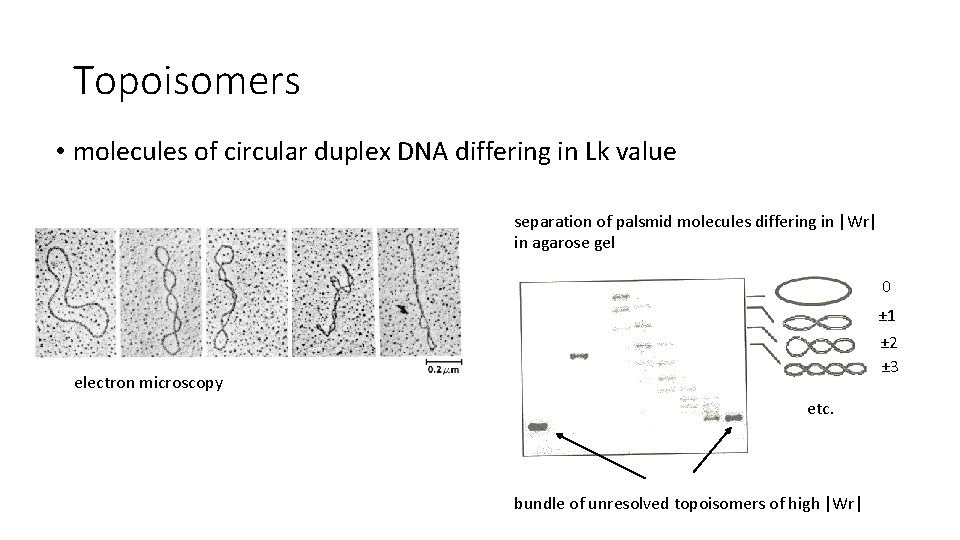 Topoisomers • molecules of circular duplex DNA differing in Lk value separation of palsmid