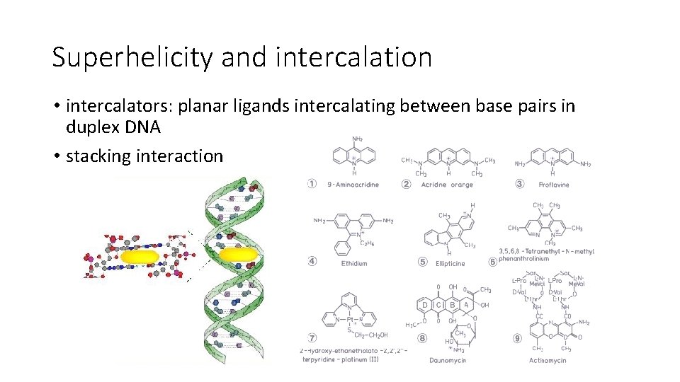 Superhelicity and intercalation • intercalators: planar ligands intercalating between base pairs in duplex DNA