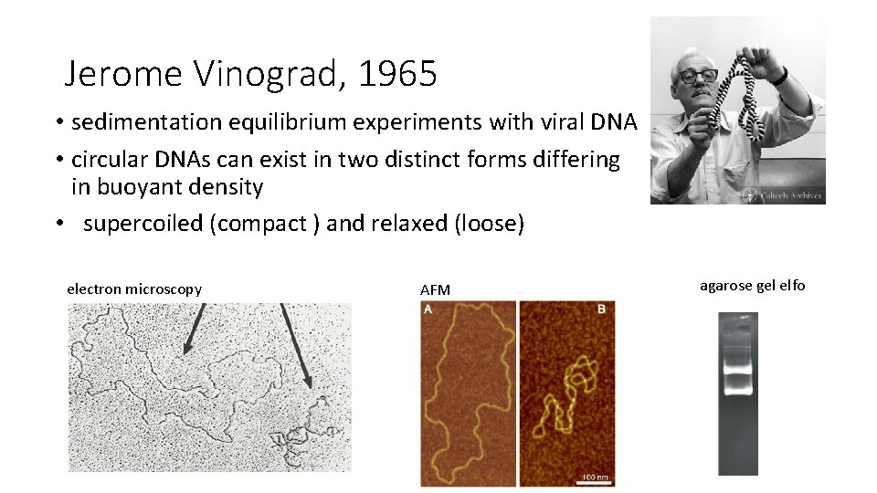 Jerome Vinograd, 1965 • sedimentation equilibrium experiments with viral DNA • circular DNAs can
