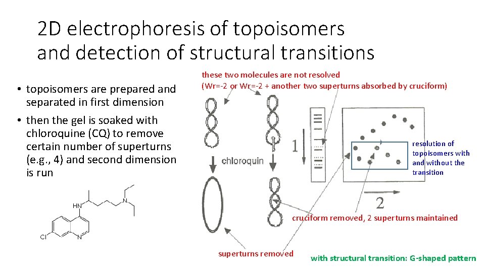2 D electrophoresis of topoisomers and detection of structural transitions • topoisomers are prepared