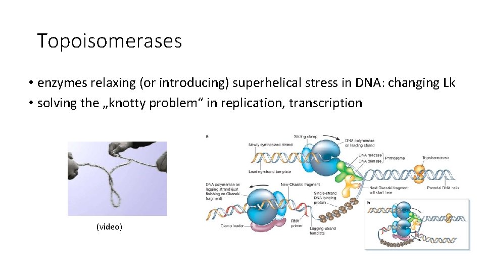 Topoisomerases • enzymes relaxing (or introducing) superhelical stress in DNA: changing Lk • solving