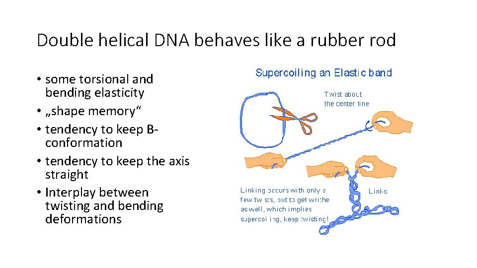 Double helical DNA behaves like a rubber rod • some torsional and bending elasticity