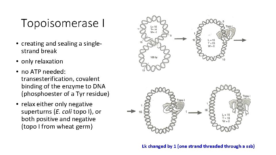 Topoisomerase I • creating and sealing a singlestrand break • only relaxation • no