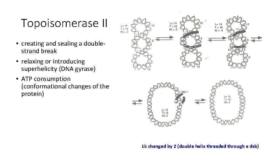 Topoisomerase II • creating and sealing a doublestrand break • relaxing or introducing superhelicity