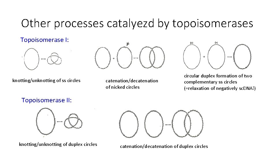 Other processes catalyezd by topoisomerases Topoisomerase I: knotting/unknotting of ss circles catenation/decatenation of nicked