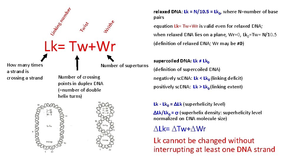 he Wr it Tw ist Lin kin gn um be r relaxed DNA: Lk