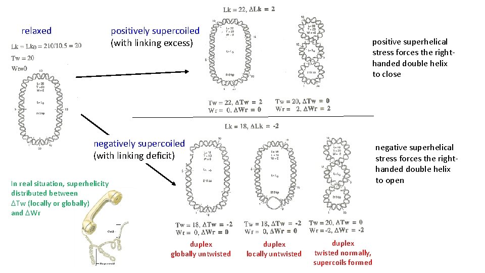 positively supercoiled (with linking excess) relaxed positive superhelical stress forces the righthanded double helix