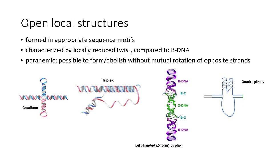 Open local structures • formed in appropriate sequence motifs • characterized by locally reduced