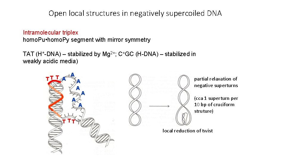 DNA supercoiling Jerome Vinograd 1965 sedimentation equilibrium experiments
