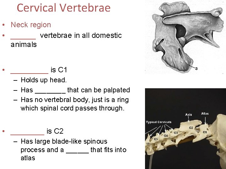 Cervical Vertebrae • Neck region • ______ vertebrae in all domestic animals • _____