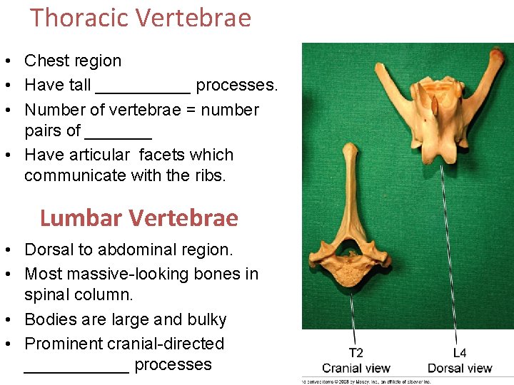 Thoracic Vertebrae • Chest region • Have tall _____ processes. • Number of vertebrae